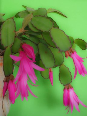 A beautiful colourful Christmas cactus in flower with a bright sparkly green background clipart
