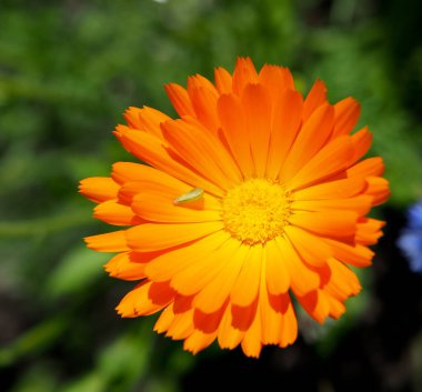 Yeşil arka planda Marigold 'un koyu turuncu çiçekleri