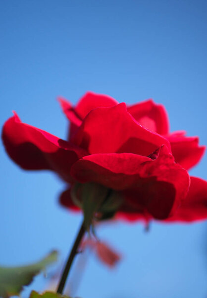 Beautiful red rose against blue background