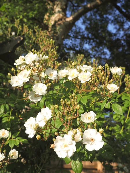 Rosa Rambling Rector Showing Beautiful Creamy White Multiple Blooms — Φωτογραφία Αρχείου