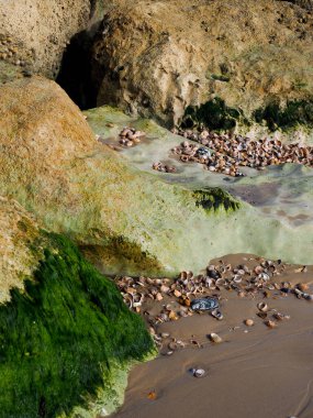 Deniz yosunları sahilde kabukları etrafa saçılmış kayalarda yetişiyor.
