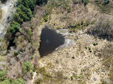 İngiltere 'de çam ağaçları olan yarı açık bir Heathland' e bakıyorum.