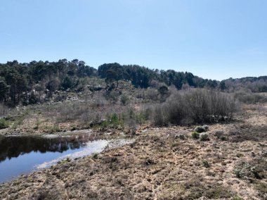 İngiltere 'de çam ağaçları olan yarı açık bir Heathland' e bakıyorum.