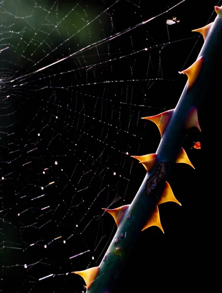 Close Rose Thorns Spiders Web Attached Black Background — Stock Photo, Image