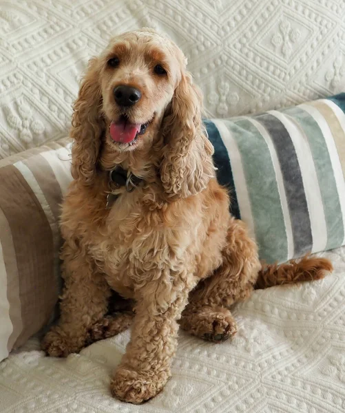 Uyanık genç spanyel köpek bir kanepeye oturdu. 