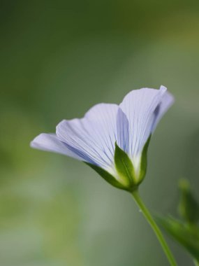 Sanatsal pastel açık mavi renkli mor çiçek portresi