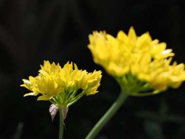 Siyah arka planda parlak sarı çiçekler