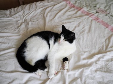 Tatlı erkek kedi yatakta dinleniyor.