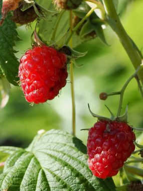 Ahududu güneşte olgunlaşır