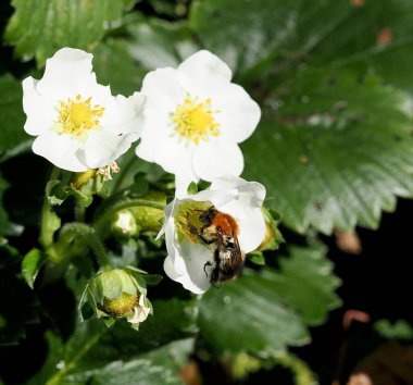 Çilek çiçeğinden nektar alan bir arının makro resmi