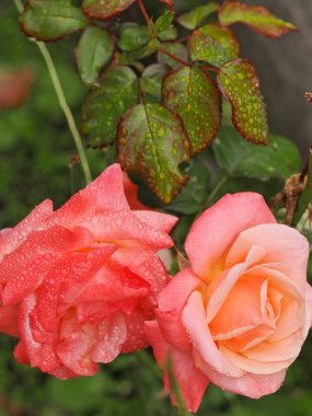 Canlı ve renkli bir gül. Yaprakların üzerindeki yağmur damlalarıyla yakın planda görünüyor.