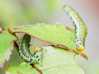 Açık yeşil gül yapraklarını kemiren bir gül sineğinin yakın çekimi