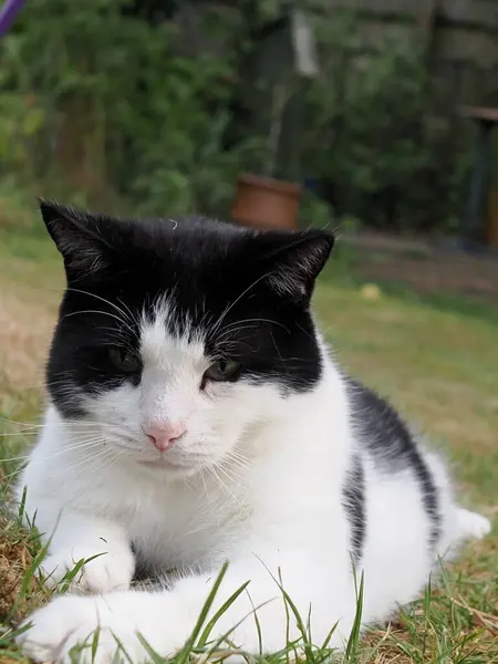 Erkek bir kedi bahçede dinleniyor.