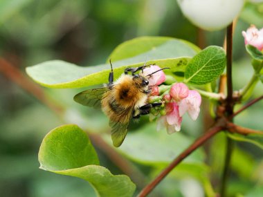 A Bee pollinating a snowberry or waxberry flower clipart