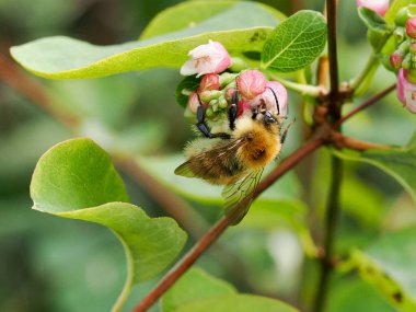 A Bee pollinating a snowberry or waxberry flower clipart