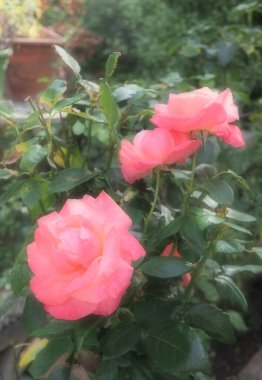 Canlı pembe güllerin sanatsal bir resmi. Doğum günü kartı ya da tebrik kartı için uygun sisli bir efekt.