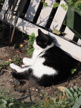 Şirin kedi bahçe mobilyalarının üzerinde dinleniyor. 