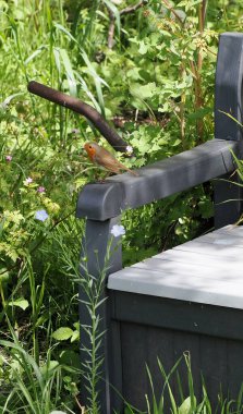 Plastik bir bahçe bankında duran parlak kırmızı tüylü bir Robin.