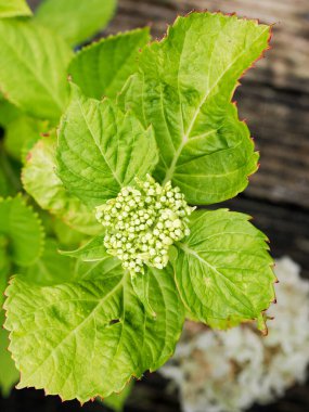 Bir ortanca çiçeğinin yeşil yaprakları taze yeşil bahar büyümesine karşı çiçek açmak üzeredir.