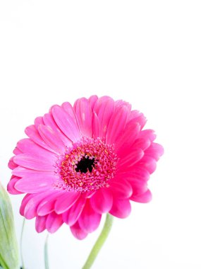 Beyaz bir arkaplanda izole edilmiş pembe bir çiçek.