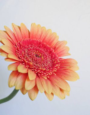 Krem rengi arka planda parlak turuncu gerbera çiçeği