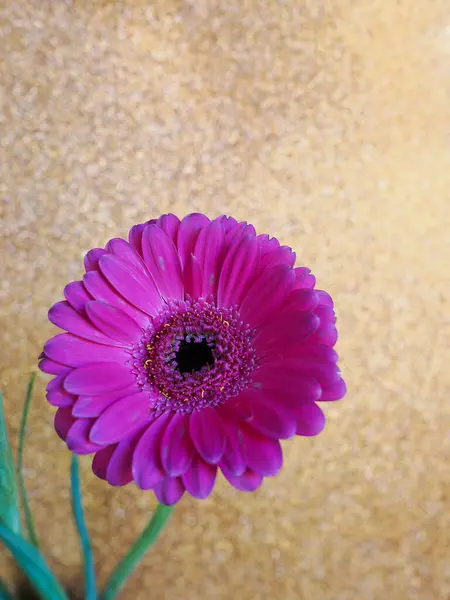 Pembe bir Gerbera çiçeği. Işıl ışıl altın bir arka planda izole edilmiş.