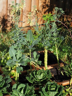 Organik sebze bahçesinde kendi yiyeceğini yetiştirir.