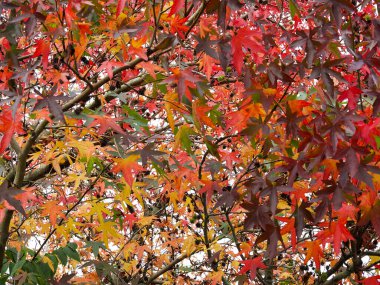 Sonbaharda yeşilden sarı turuncuya ve kırmızıya kadar uzanan akçaağaç yapraklarını kapat.