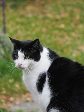 Evcil kedi bahçeye oturdu, dikey ekin portresi