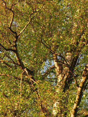 Gümüş huş ağacında taze yeşil yapraklı bahar yaprakları