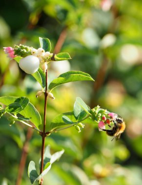 Arı çiçeği döllüyor.