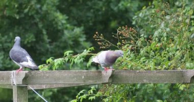 Bahçedeki iki güvercinin video filmi