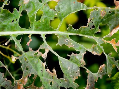 Haşereler tarafından yok edilen lahana yaprağı.