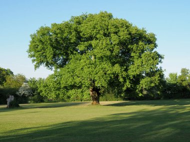 Güzel tek meşe ağacı Çekici kırsalda gün ışığında