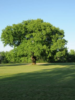Güzel tek meşe ağacı Çekici kırsalda gün ışığında