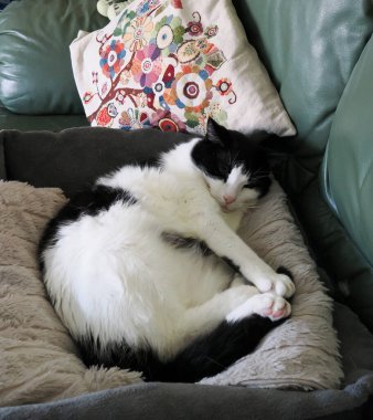 Sevimli bir erkek evcil kedi, yeşil bir kanepede rahat bir kedi yatağında dinleniyor.