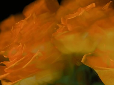 Sanatsal hareket bulanıklığı olan gül çiçeklerinin dramatik ve renkli resmi