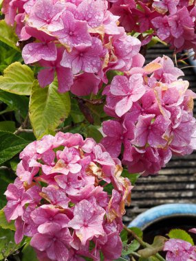 Canlı ortanca çiçek açan pembe çiçekler.