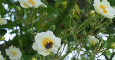 Bir arı, bir krema ve sarı bir gül tozluyor. 4K ile çekiliyor. 