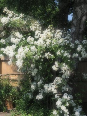 Romantik, sisli, mavi gökyüzüne doğru yükselen gül çiçekleri.