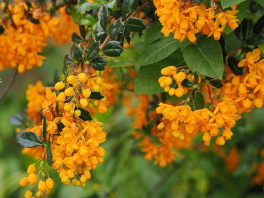 Berberilerin parlak turuncu çiçekleri Darwin 'lerin böğürtlen çeşitleri