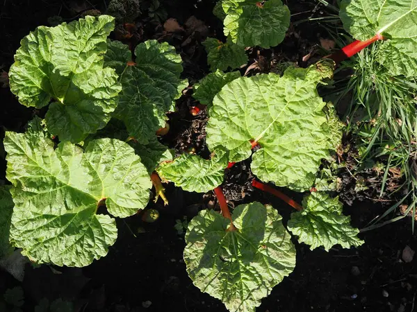 Baharda ilk yaprakları yetiştiren organik ravent bitkisi.