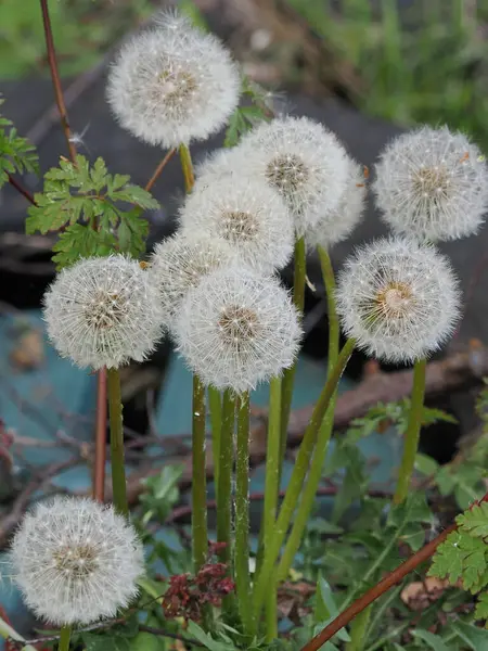 Bir grup çekici karahindiba tohumu başları bahçede yakın planda görünüyor.