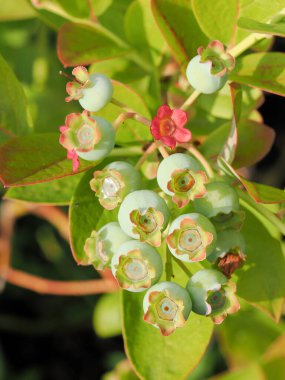 Yaban mersinleri hala yeşil ama güneşte olgunlaşıyor.