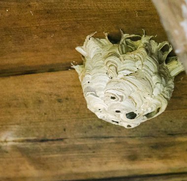 Küçük bir eşekarısı yuvası inşa edildi ve ahşap bir çatıya yapıştı.