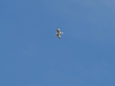 Bulutsuz bir yaz gökyüzünde uçan tek bir martı.