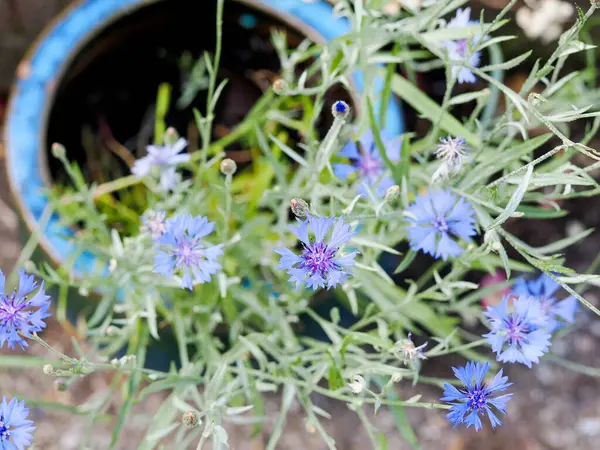 Bahçedeki seramik bir tencerede güzel çiçekler 