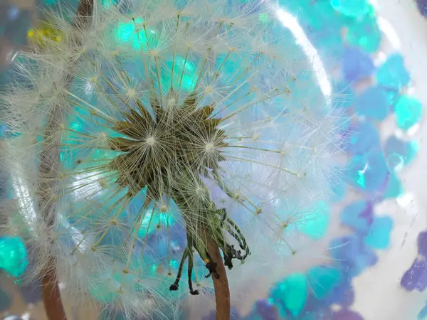 Bir karahindiba tohumunun yarı soyut yakın çekimleri 60 'lı yılların renkli arka planına karşı