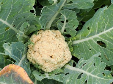 Büyük bir karnabahar bitkisi kremsi beyaz yenilebilir ortası var.