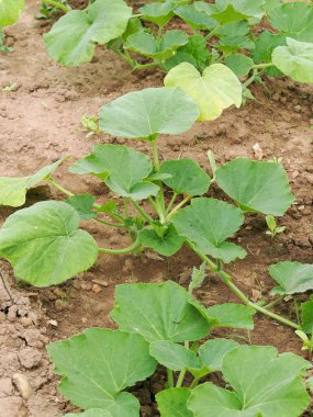 Genç tereyağlı balkabağı bitkileri çıplak toprakta yetişiyor.